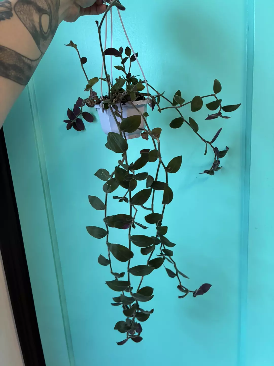 Baby bunny bellies (smaller) HB thumbnail