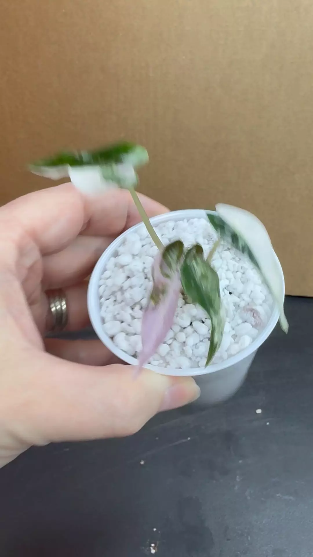 Alocasia Pink Bambino Plug in Perlite thumbnail