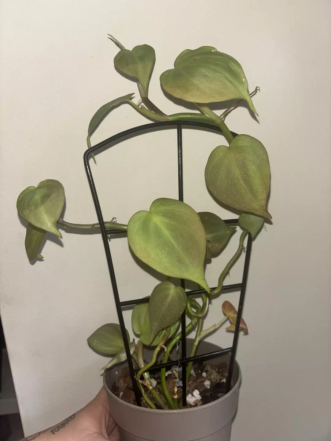 Philodendron Campo thumbnail