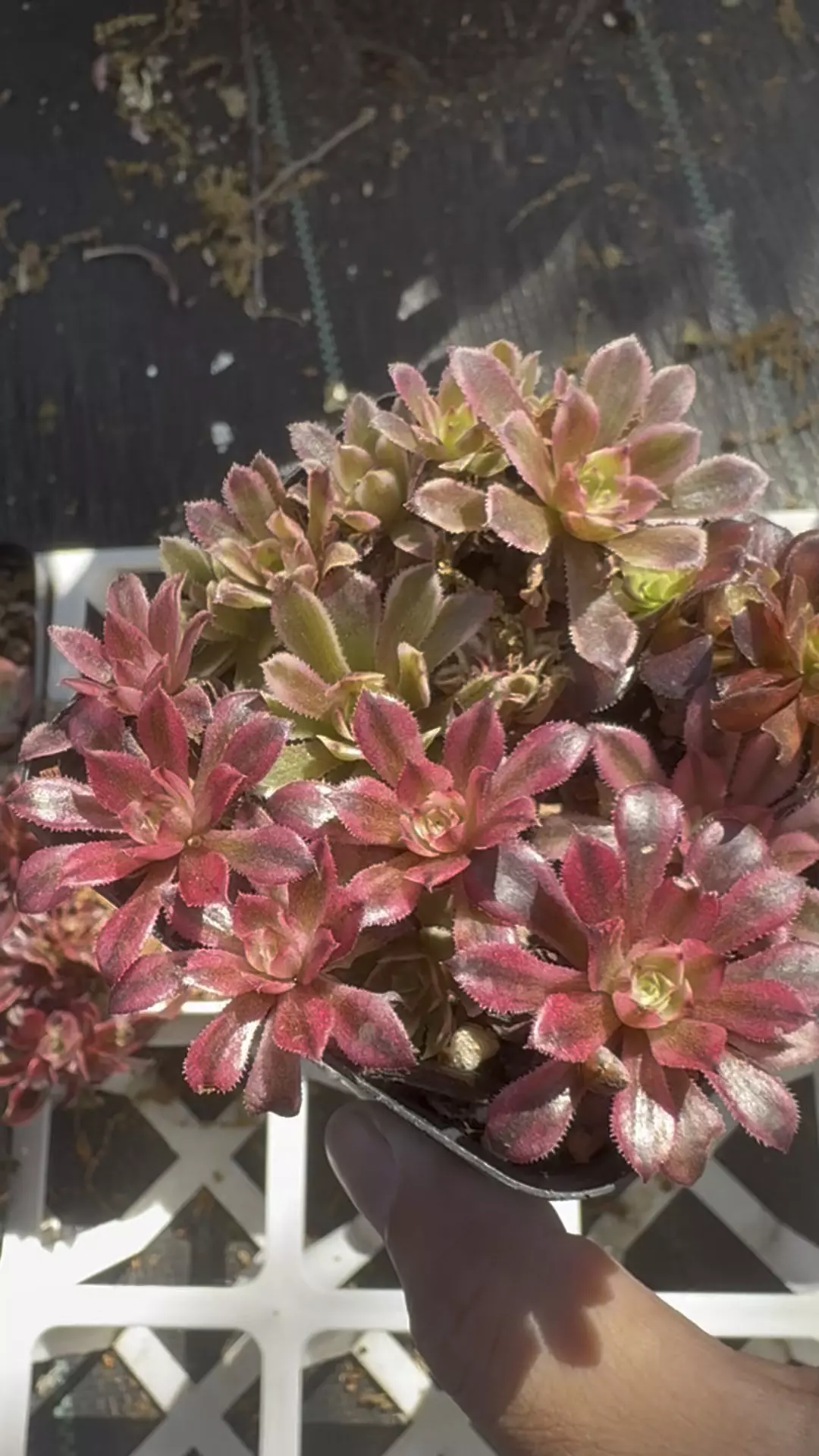 Aeonium miniature mix  thumbnail