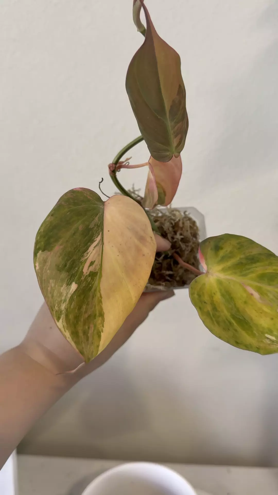 Philodendron Mican variegated no 2 thumbnail