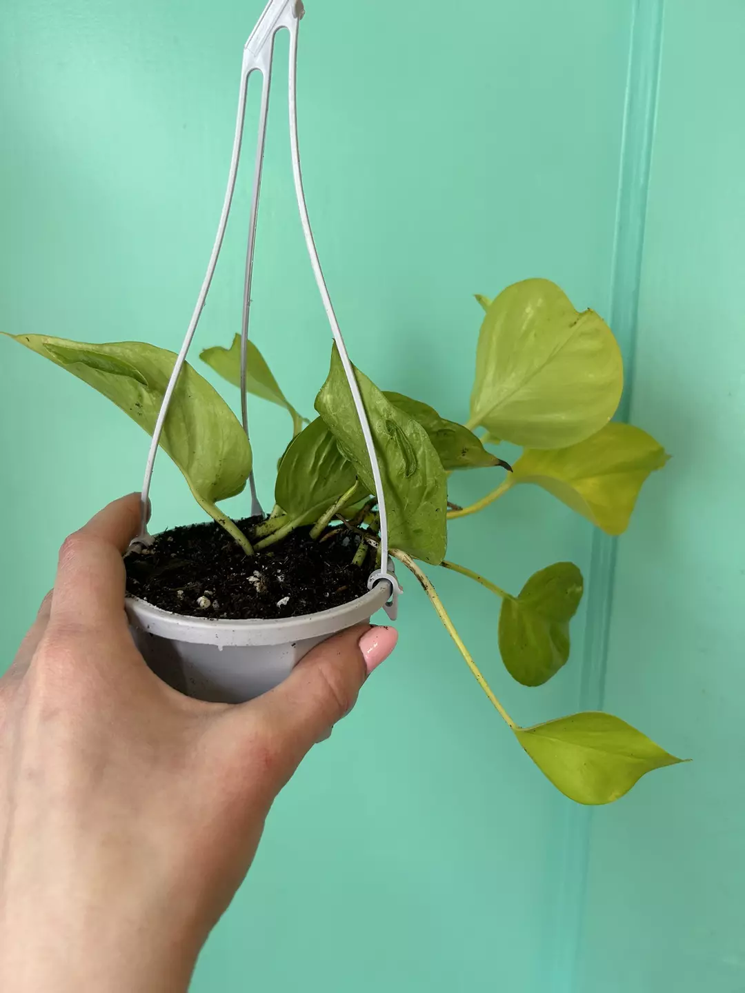 Champs elysse HB GC thumbnail