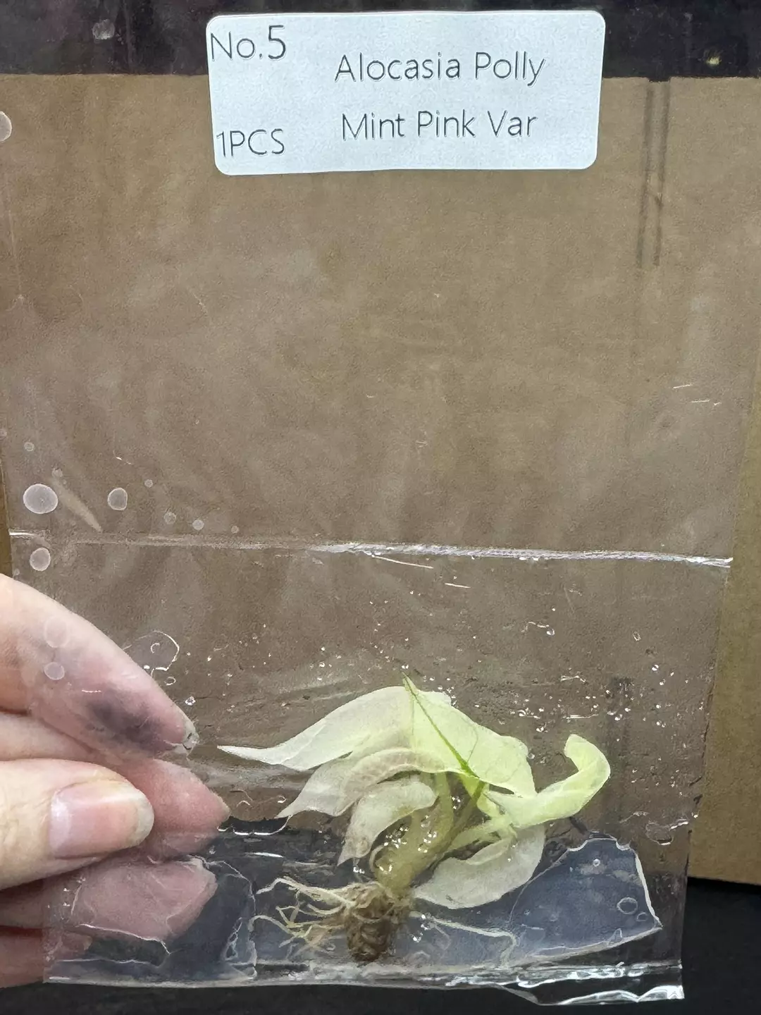 Alocasia Pink Polly Mint TC thumbnail