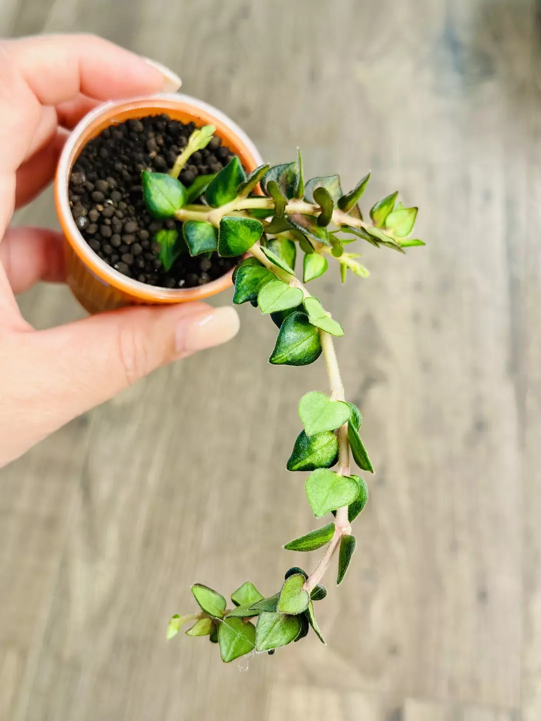 Hoya Chinghungensis Variegated thumbnail