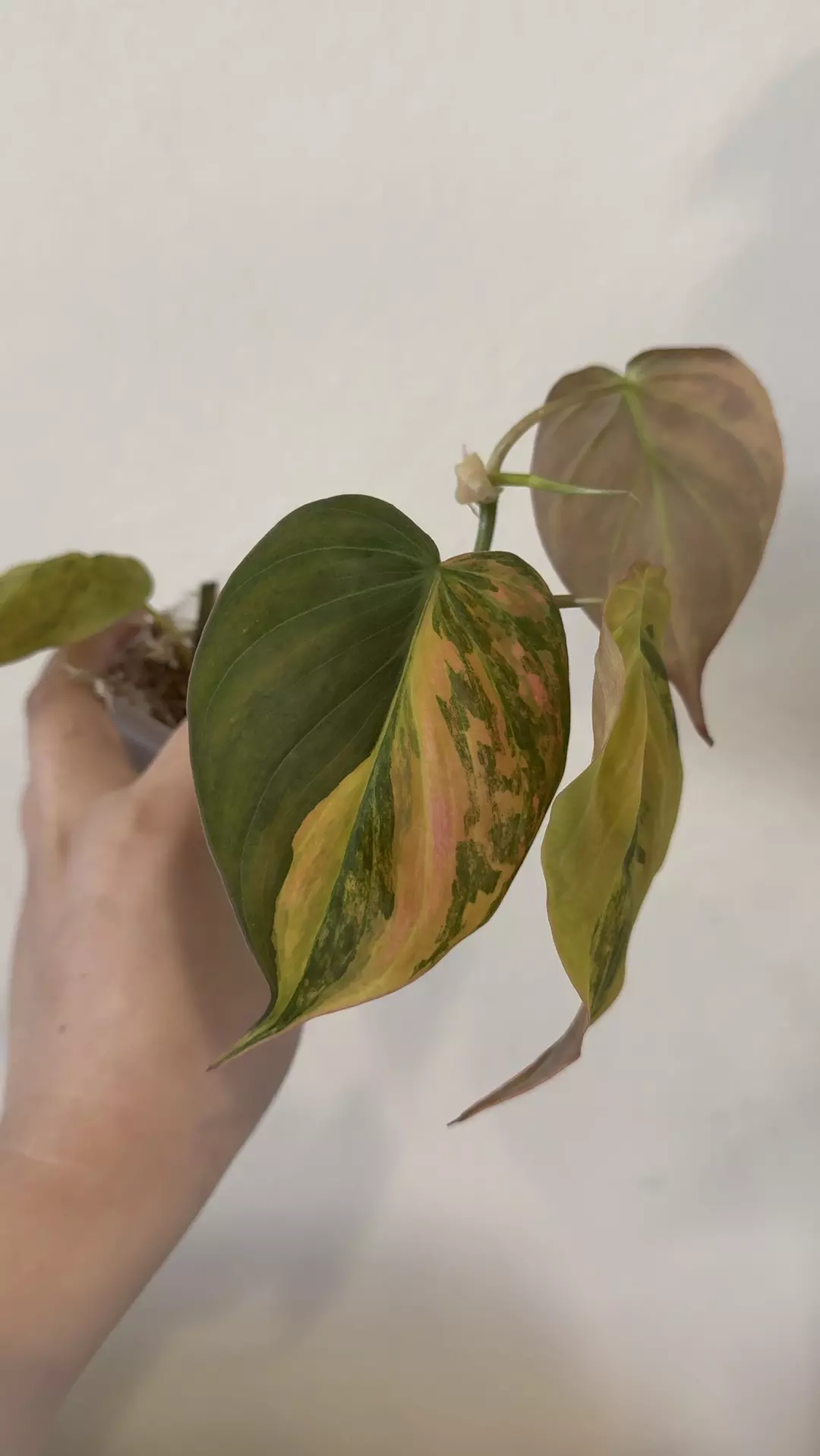Philodendron Mican variegated no 1 thumbnail