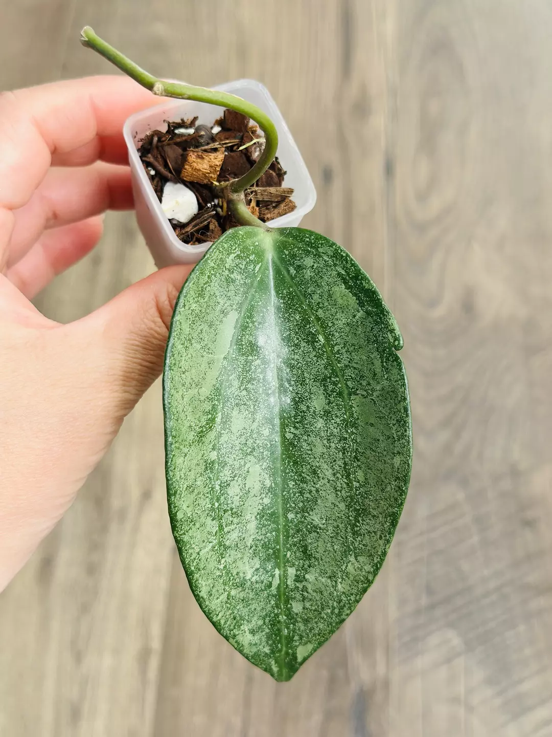 Hoya Latifolia Rimba Perak thumbnail