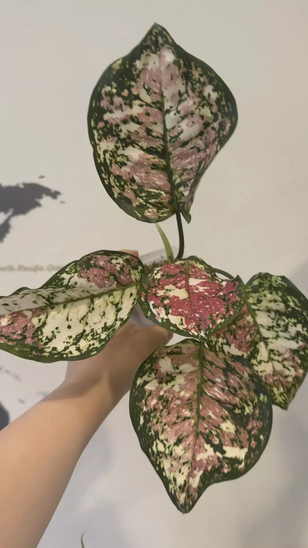 Aglaonema tricolor  thumbnail