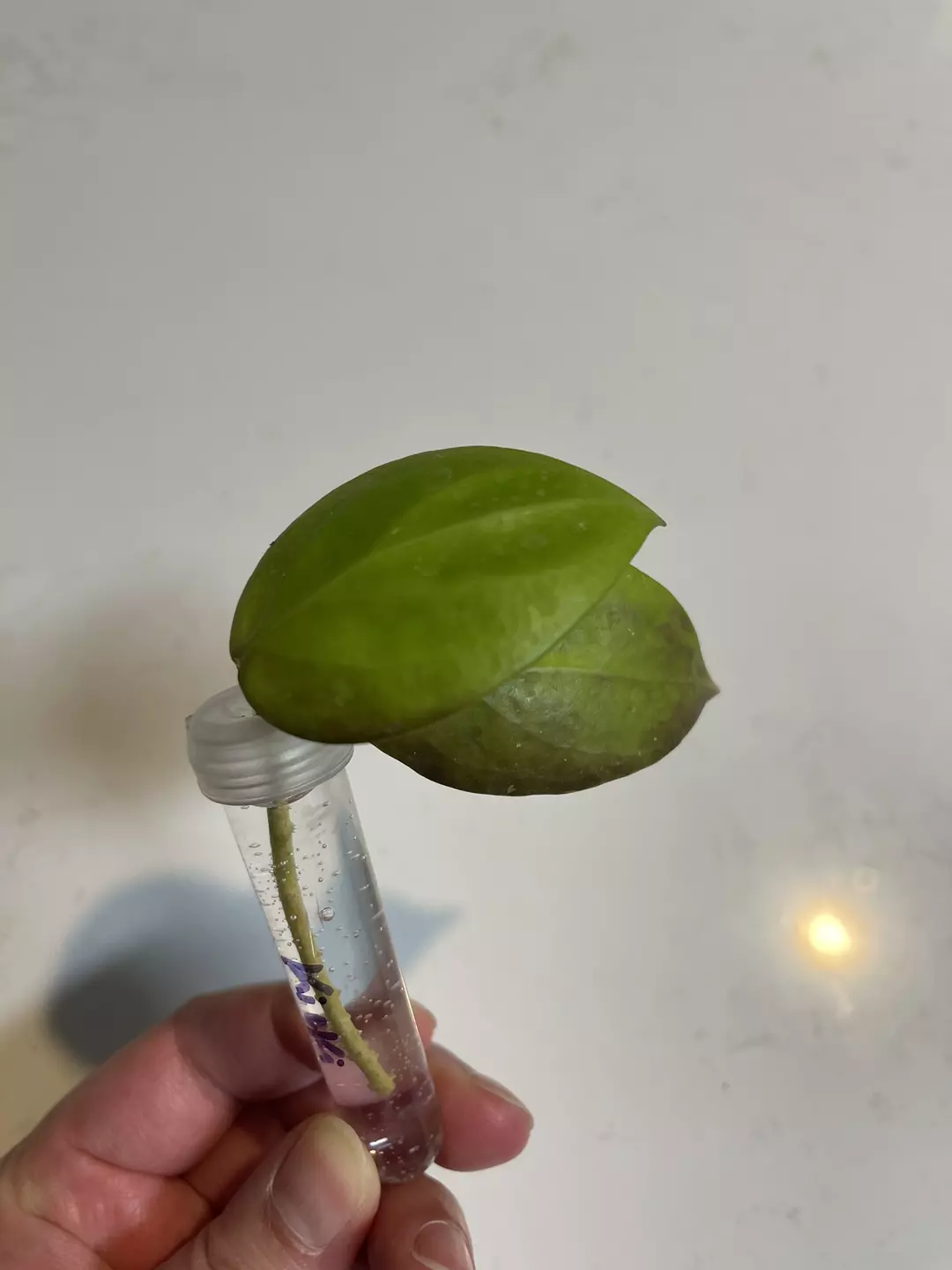 Hoya kicki (H. mindorensis and H. davidcummingii) thumbnail