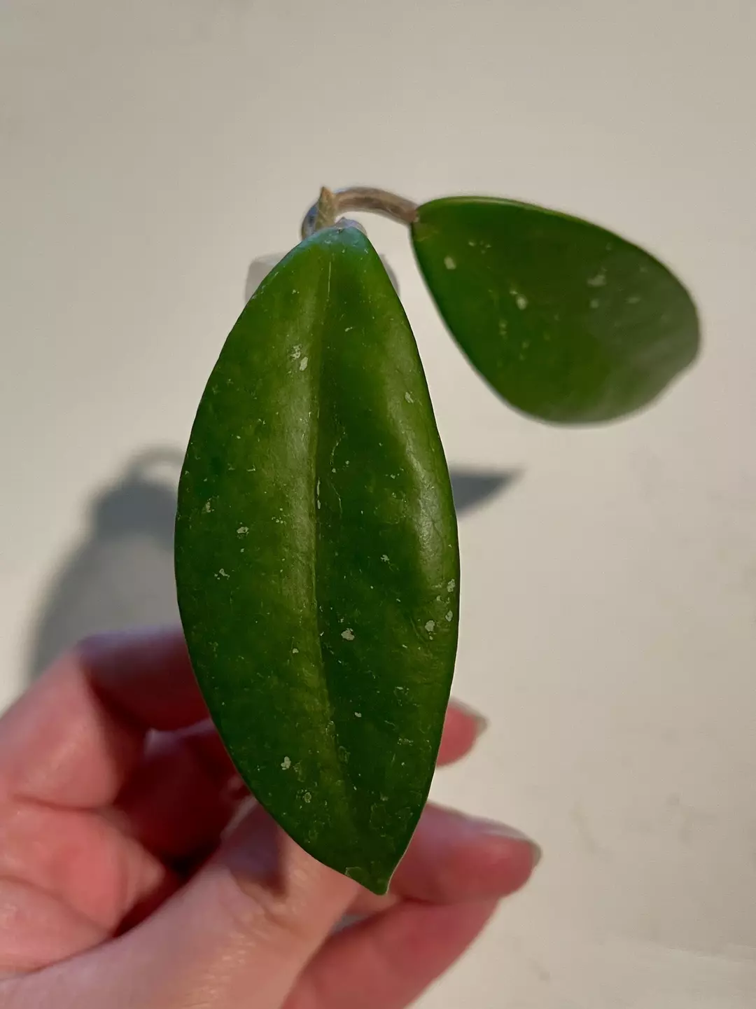 Hoya IML 1514 Ban Ngong Ngoy thumbnail