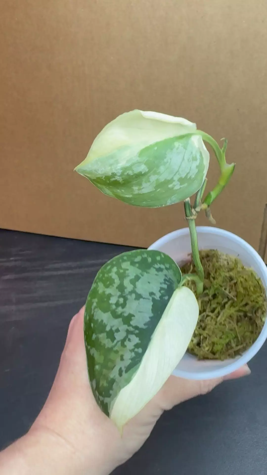 Scindapsus Simbara rooted in Moss thumbnail