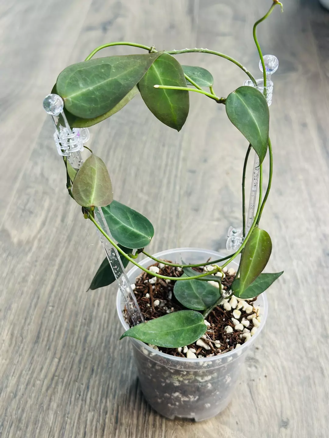 Hoya Carrii thumbnail