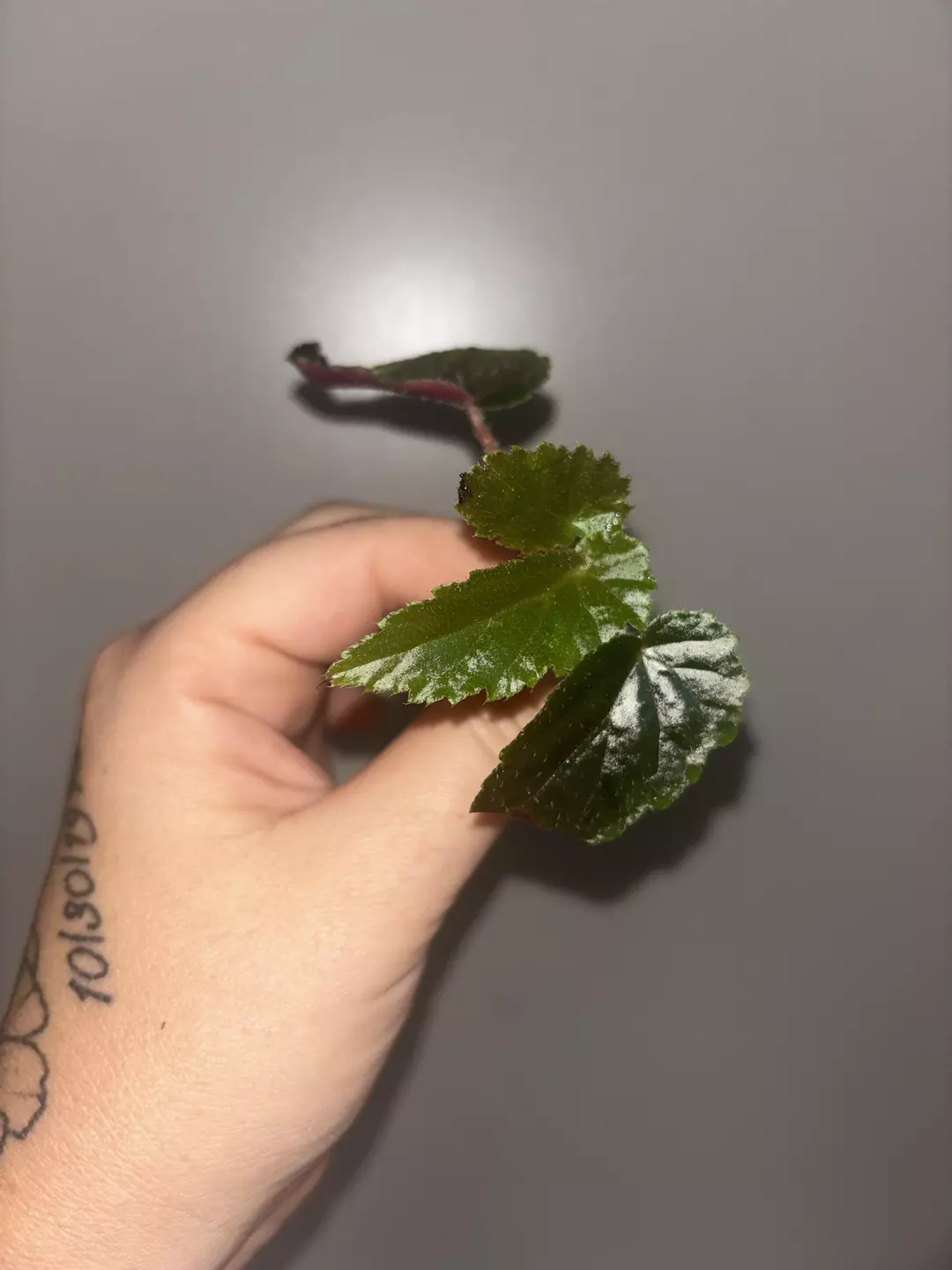 Begonia Ginny Galaxy Revert "fresh cut" thumbnail