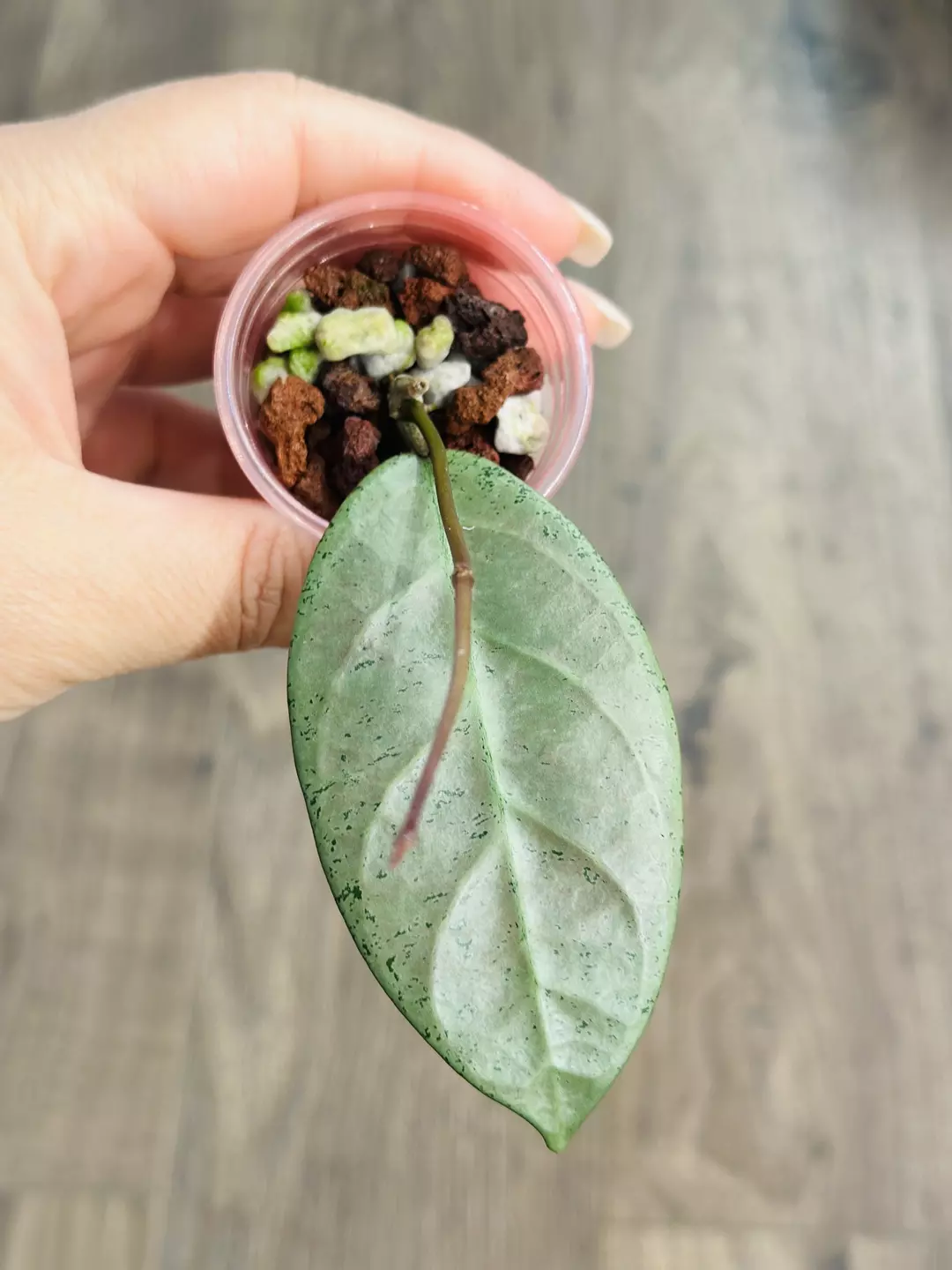 Hoya Lai Chau Silver thumbnail