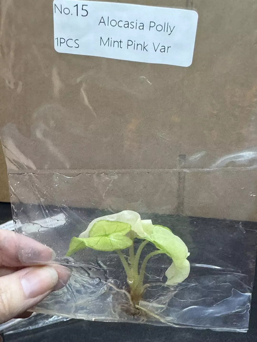 Alocasia Pink Polly Mint TC thumbnail