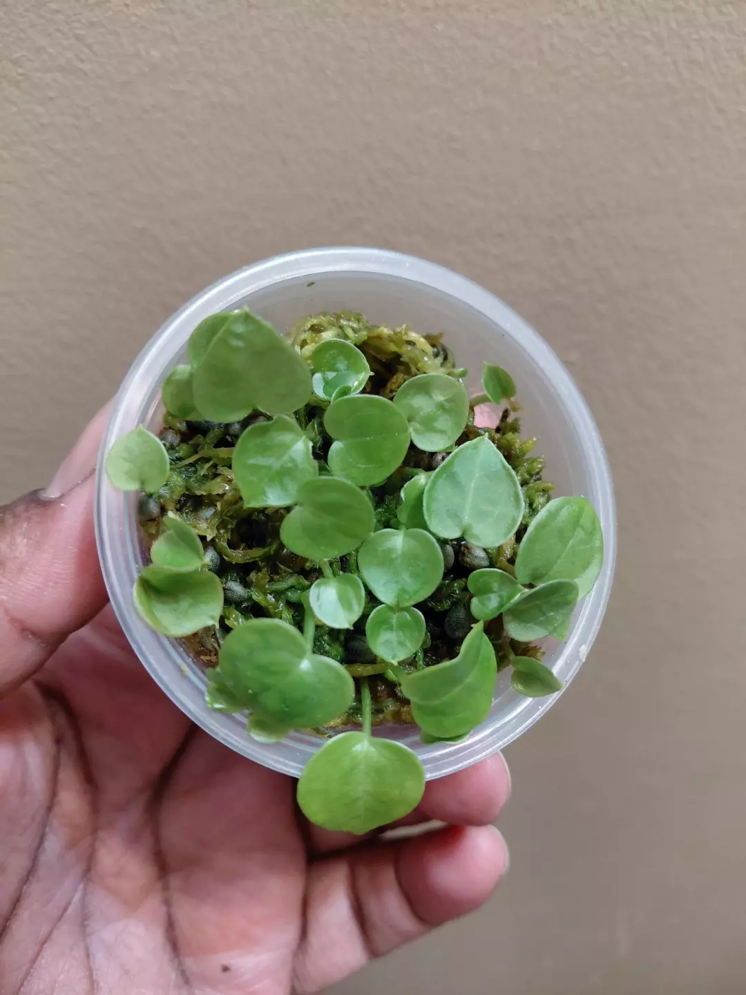 Anthurium Pink Lemonade x Luxurians X Pink Lemonade x Doriyaki (3 seedlings per order) thumbnail