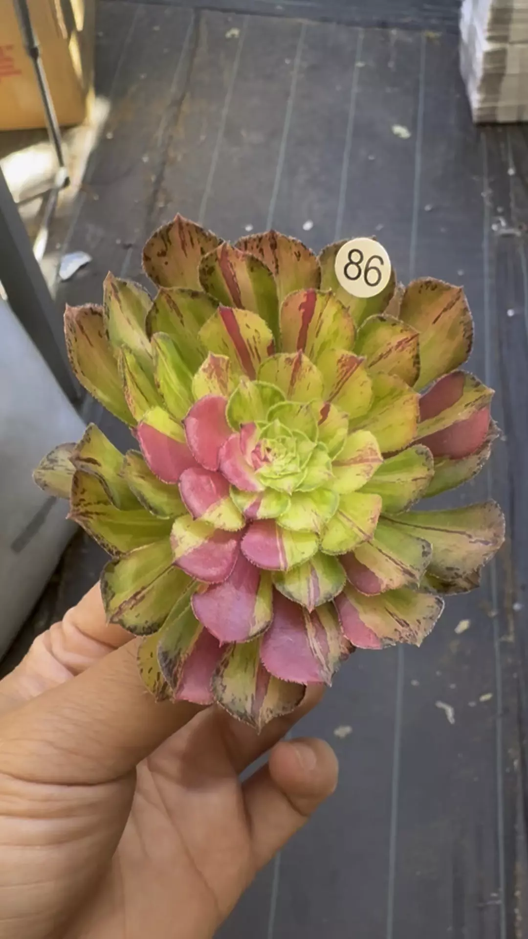 Ultra Cutting 86 thumbnail