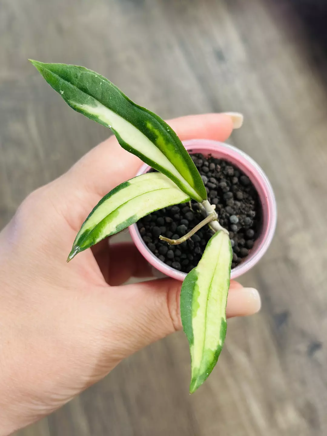 Hoya Rigidifolia Variegated thumbnail