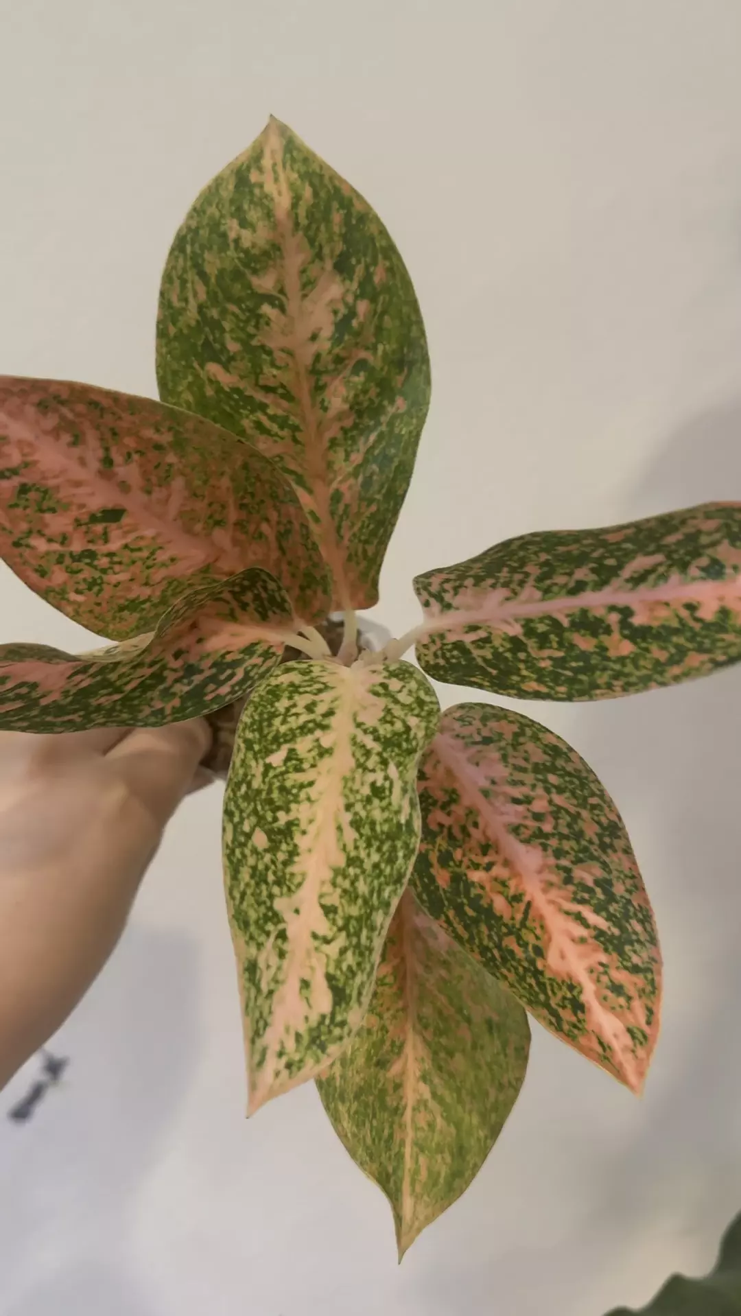 Aglaonema Orange stardust  thumbnail
