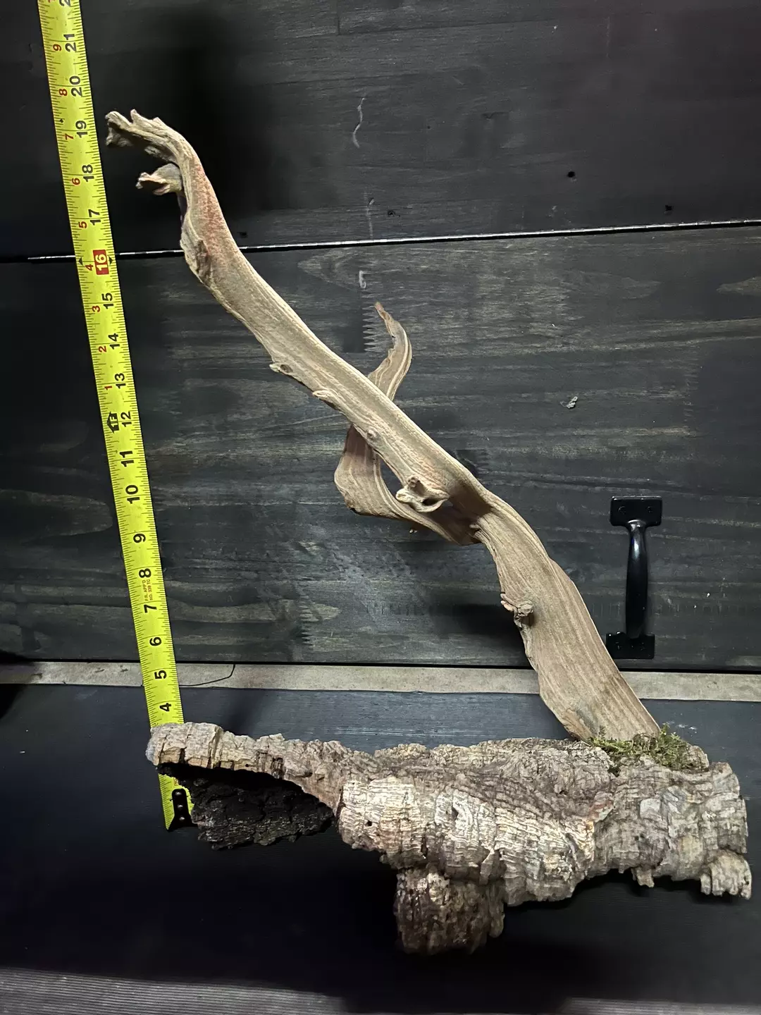 Ghost wood on cork bark half round thumbnail