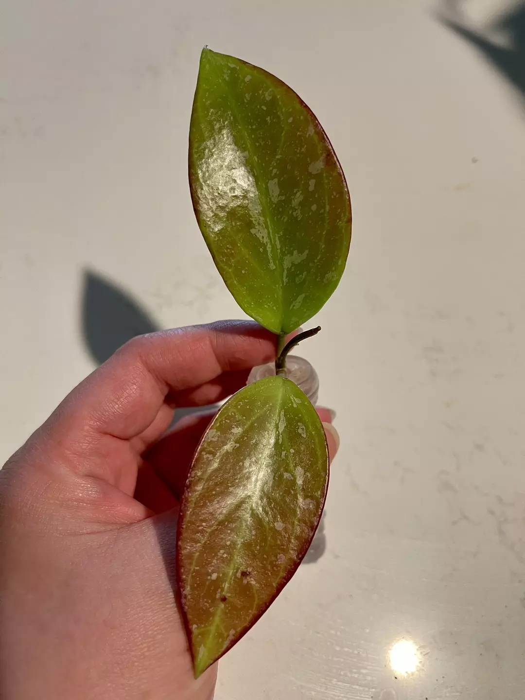 Hoya Memoria x Collina IR 26 thumbnail