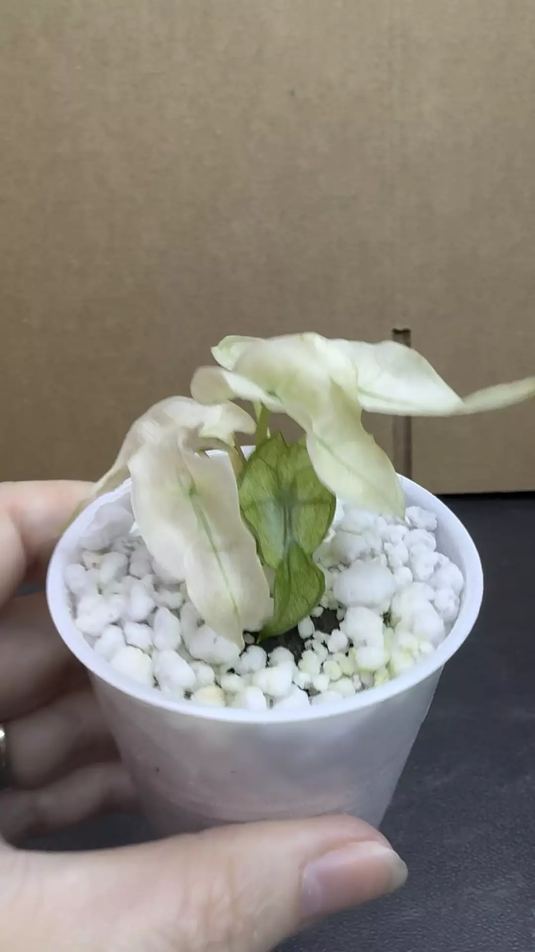 Alocasia Pink Polly Mint plug in perlite thumbnail