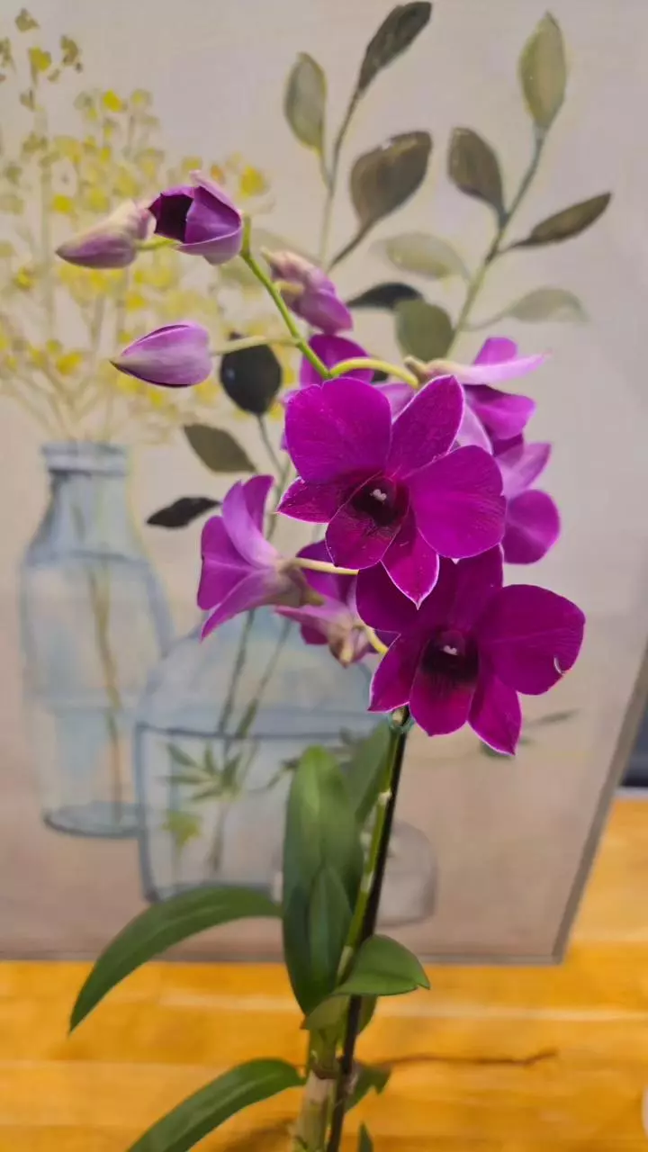 Dendrobium Phalaenopsis Hybrid – Cooktown Orchid thumbnail