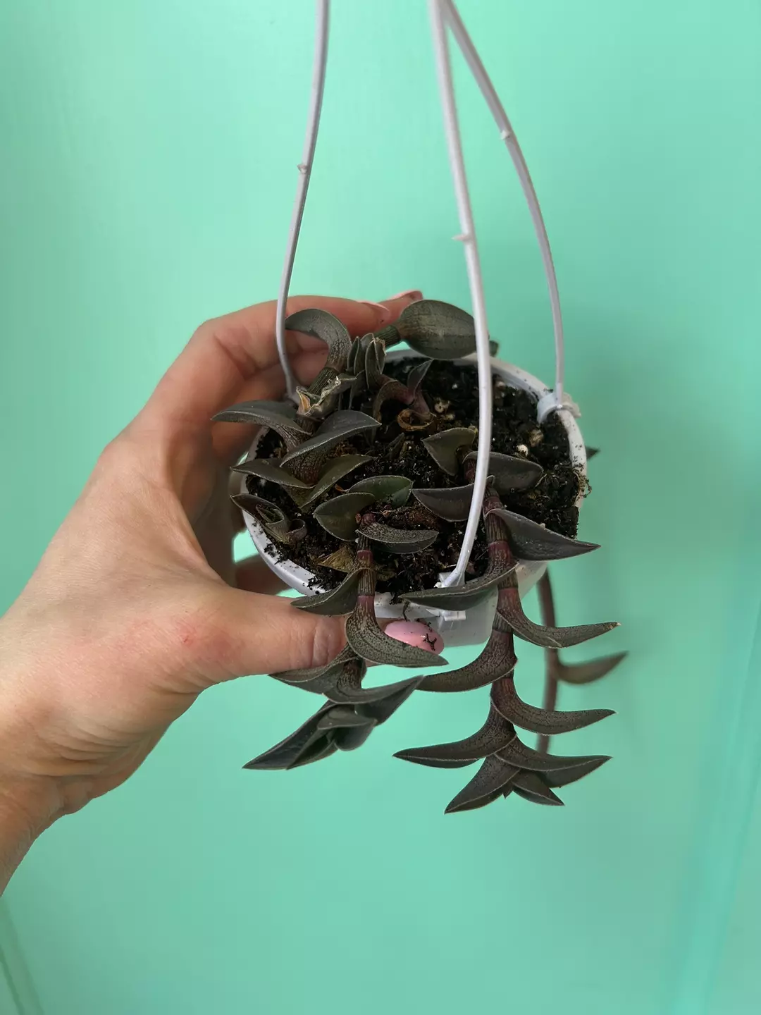 Chain plant thumbnail