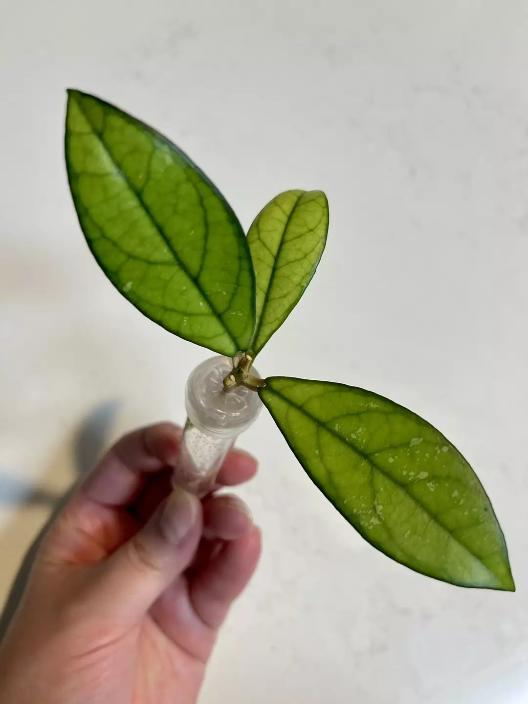 Hoya crassipetiolata thumbnail
