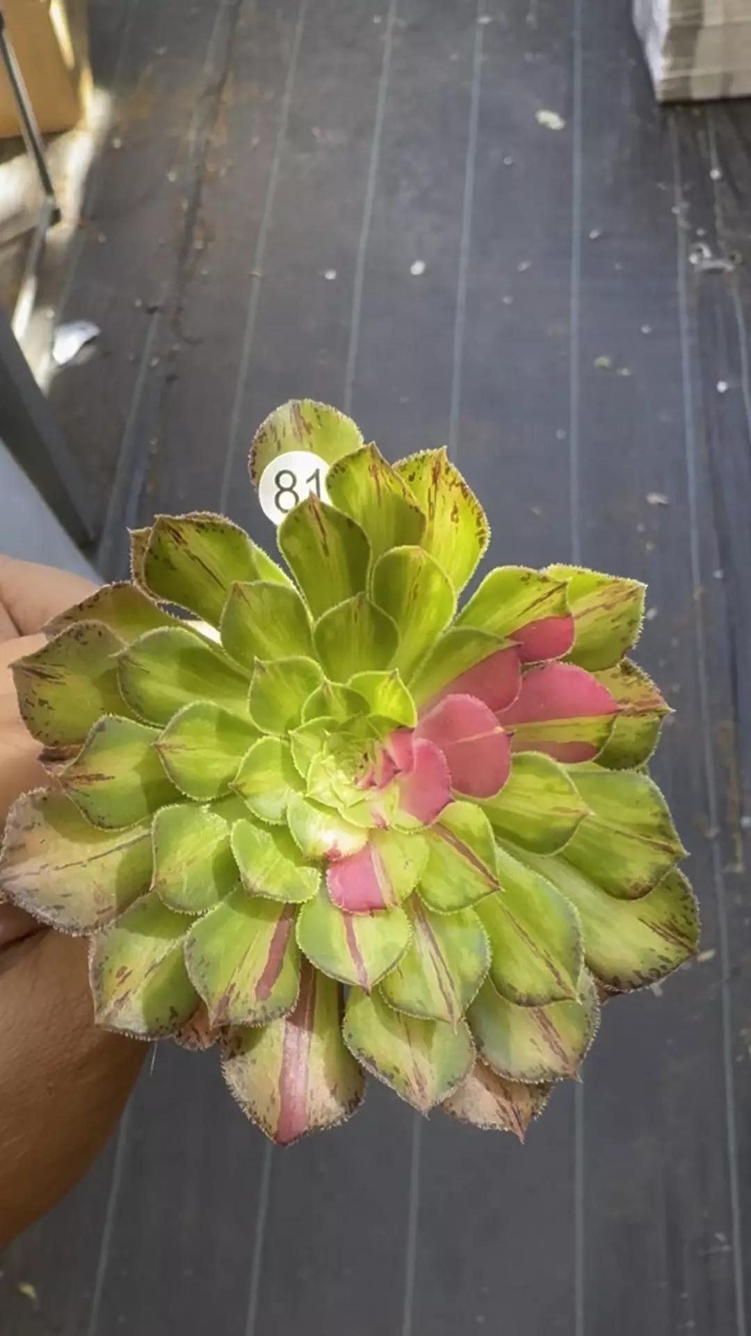 Ultra Cutting 81 thumbnail