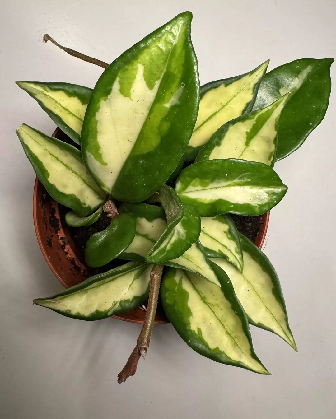 Hoya carnosa‘Krimson Princess’-Grower’s Choice thumbnail