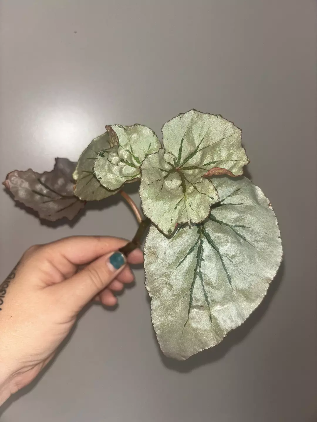 Begonia Looking glass "fresh cut" thumbnail