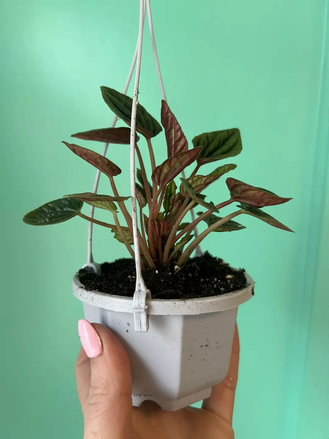 Peperomia HB thumbnail