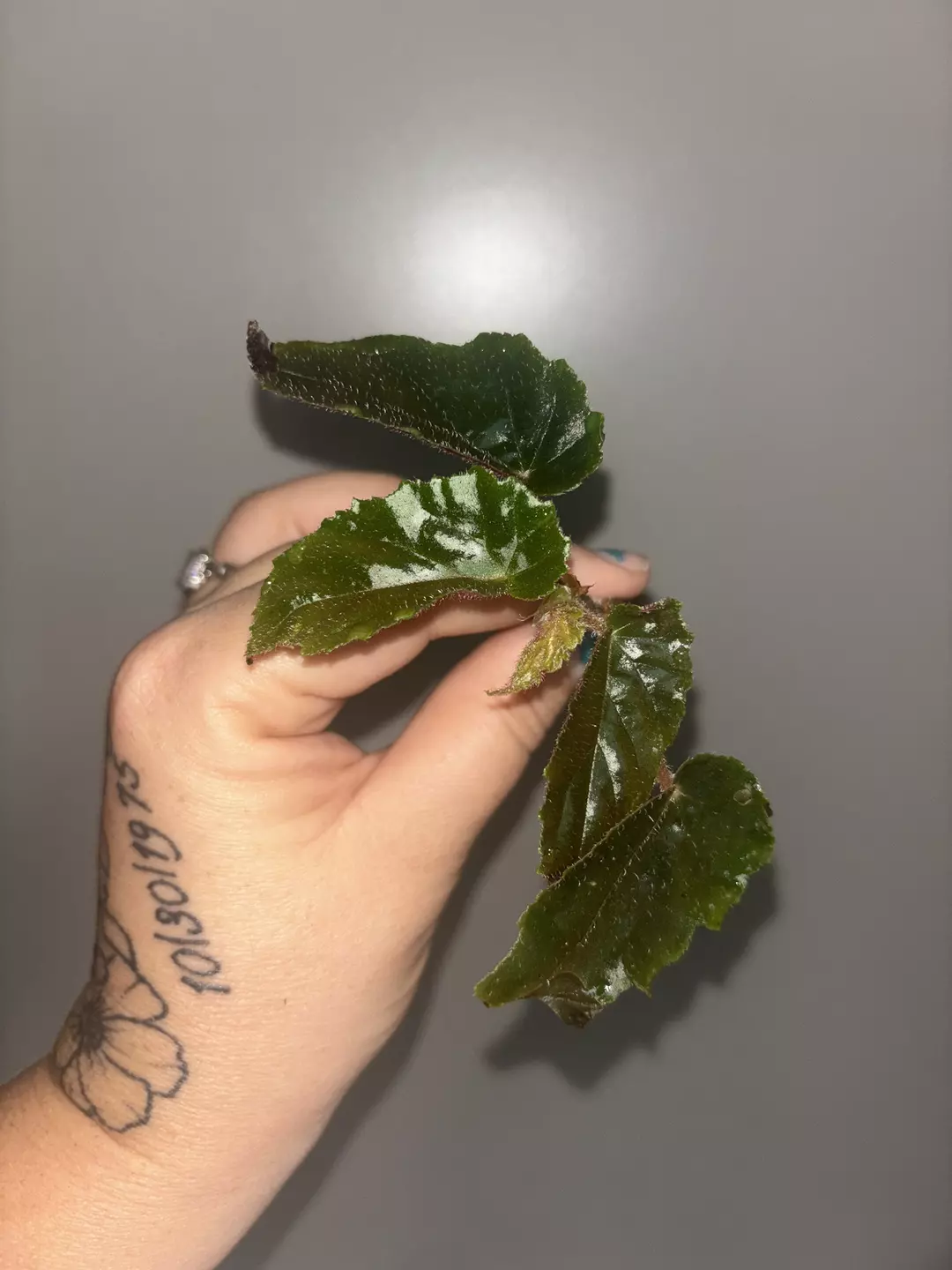 Begonia Ginny galaxy revert "fresh cut" thumbnail