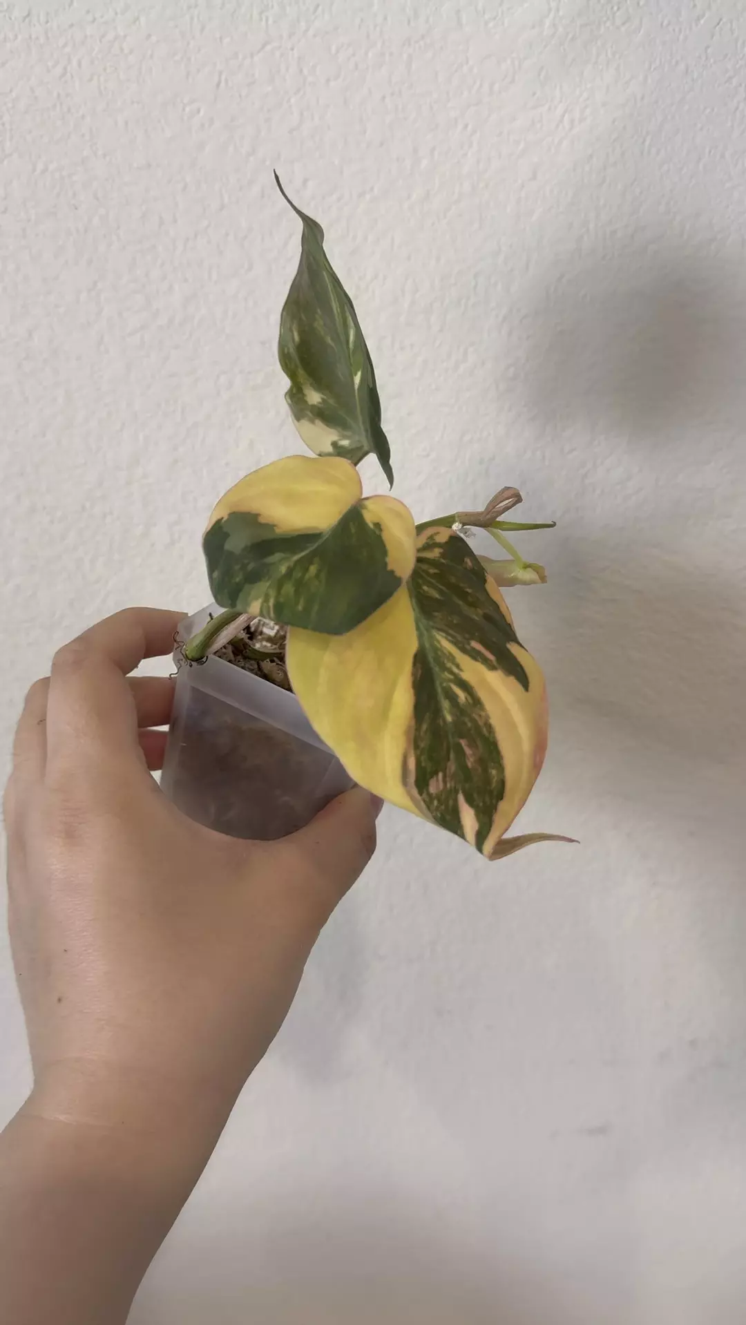 Philodendron Mican variegated no 6 thumbnail
