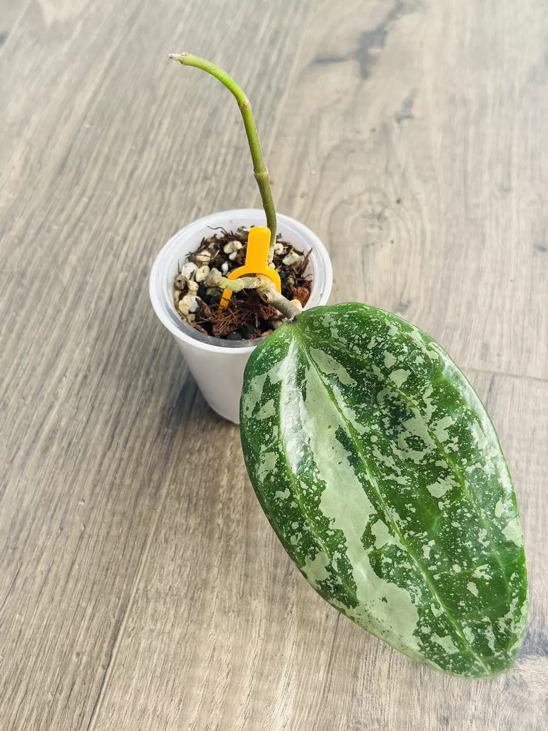 Hoya Latifolia Snow Queen thumbnail