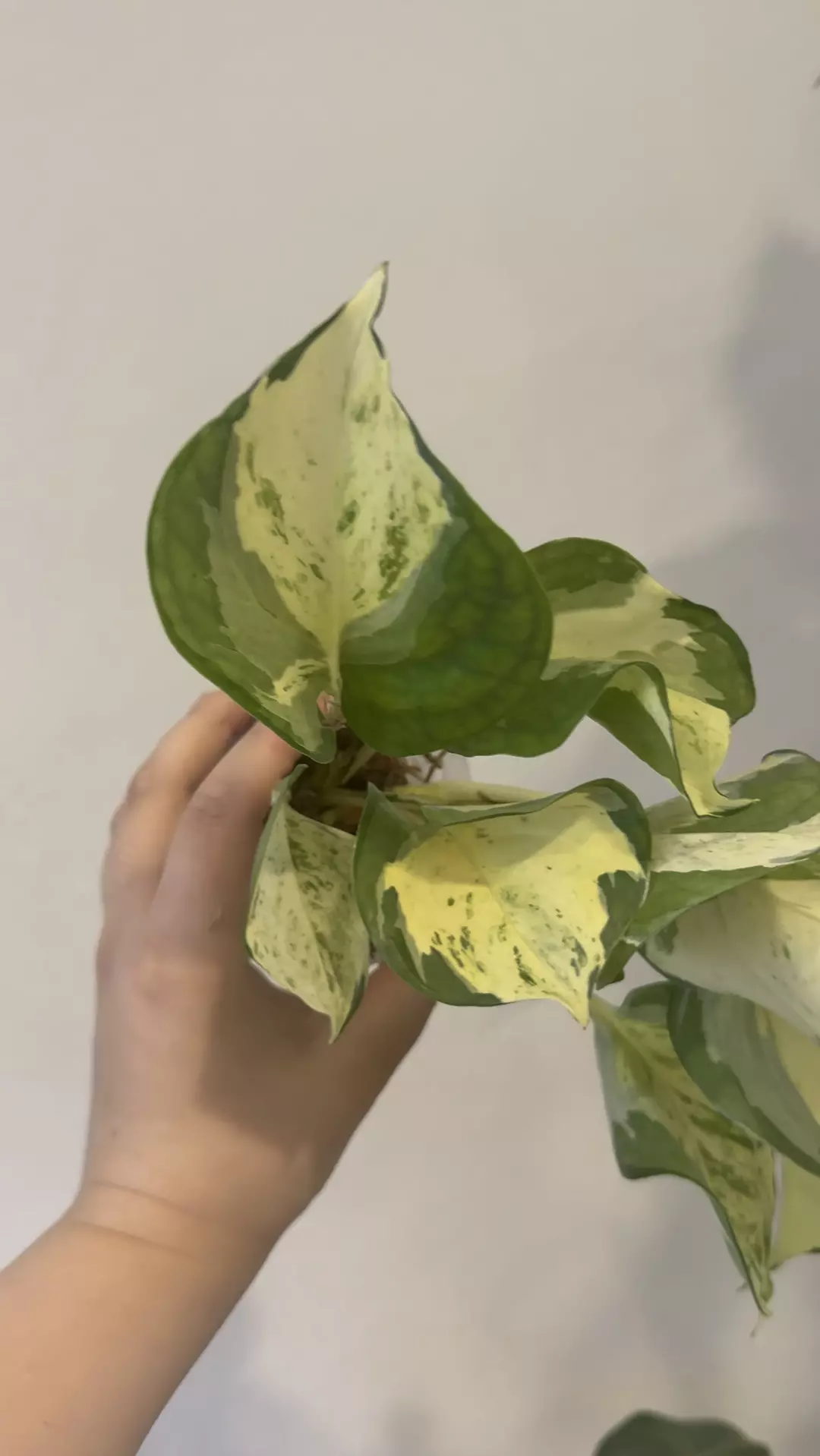 Manjula Pothos thumbnail