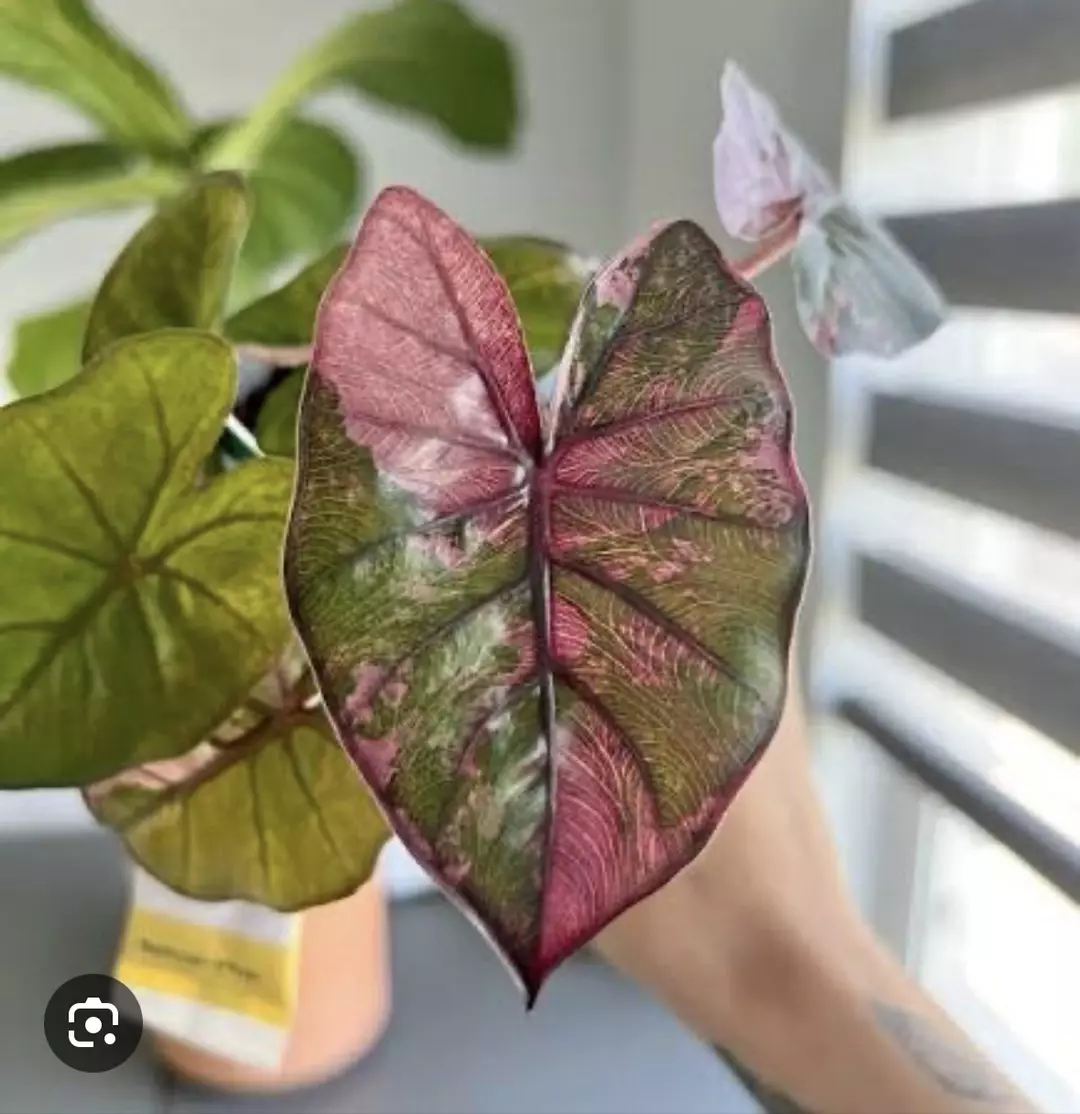 Pink yucatan princess tc gc thumbnail