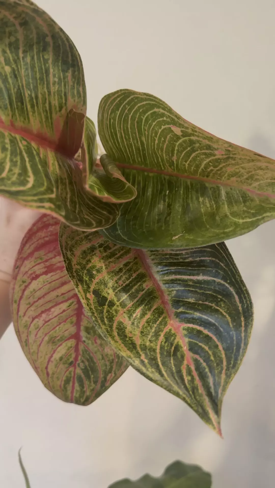 Aglaonema huges thumbnail