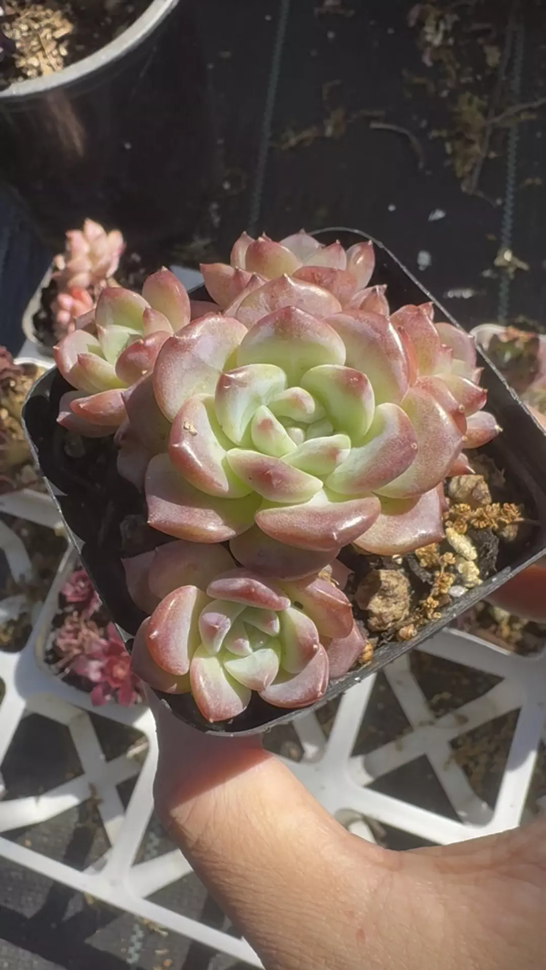 Echeveria Pink Barbie  thumbnail