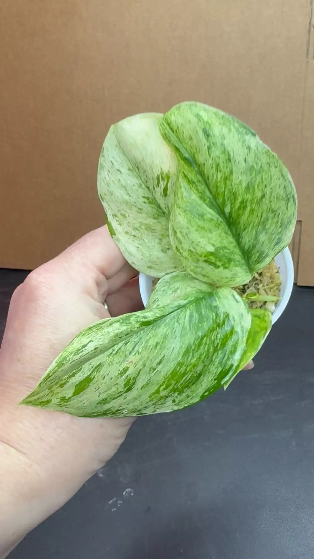 Scindapsus Treubii Moonlight Marble rooted in moss thumbnail