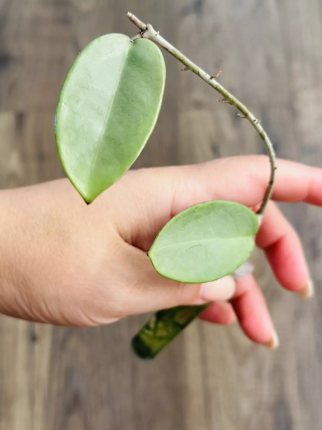 Hoya Silver Dollar  thumbnail