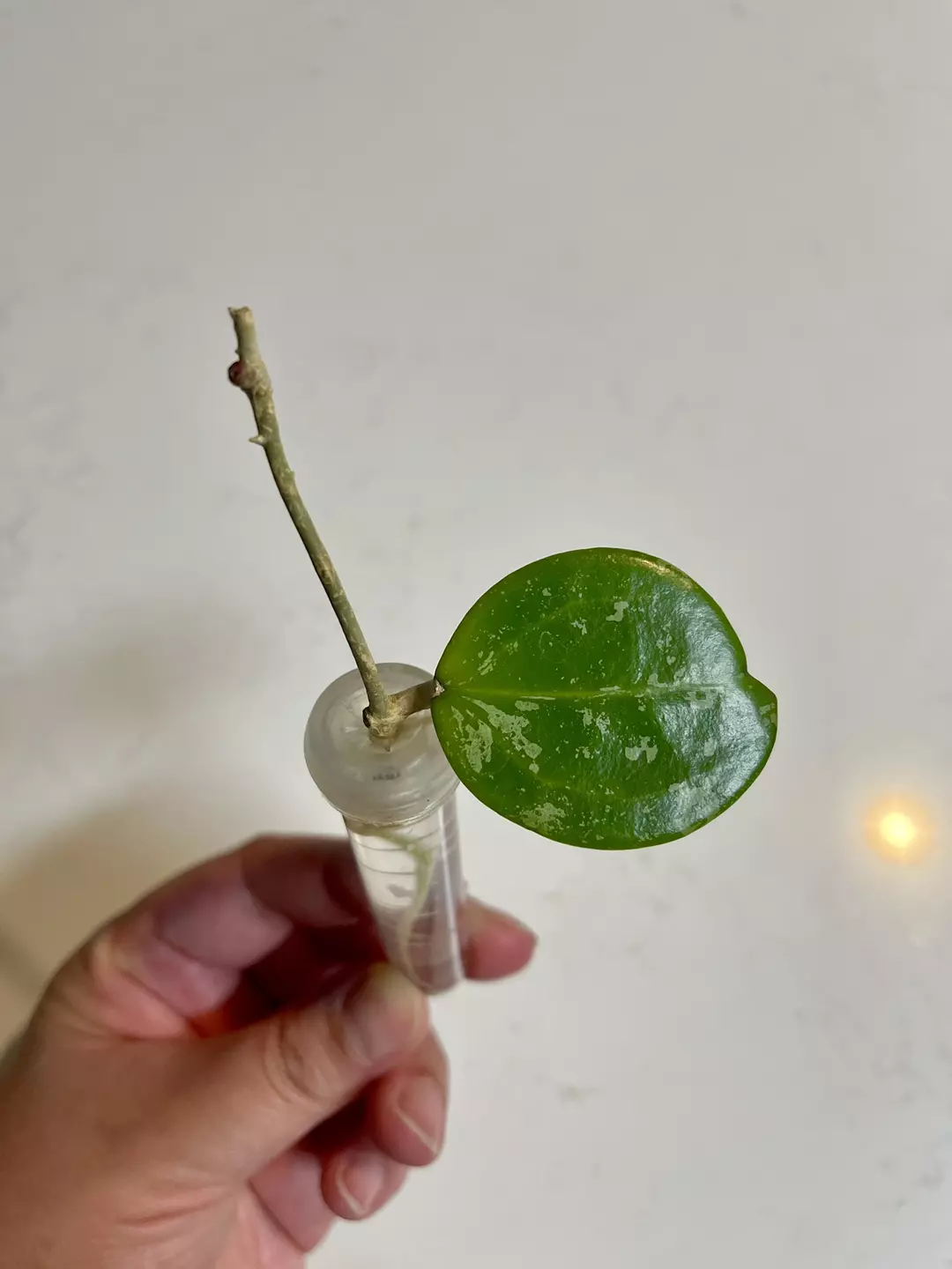 Hoya parasitica splash thumbnail