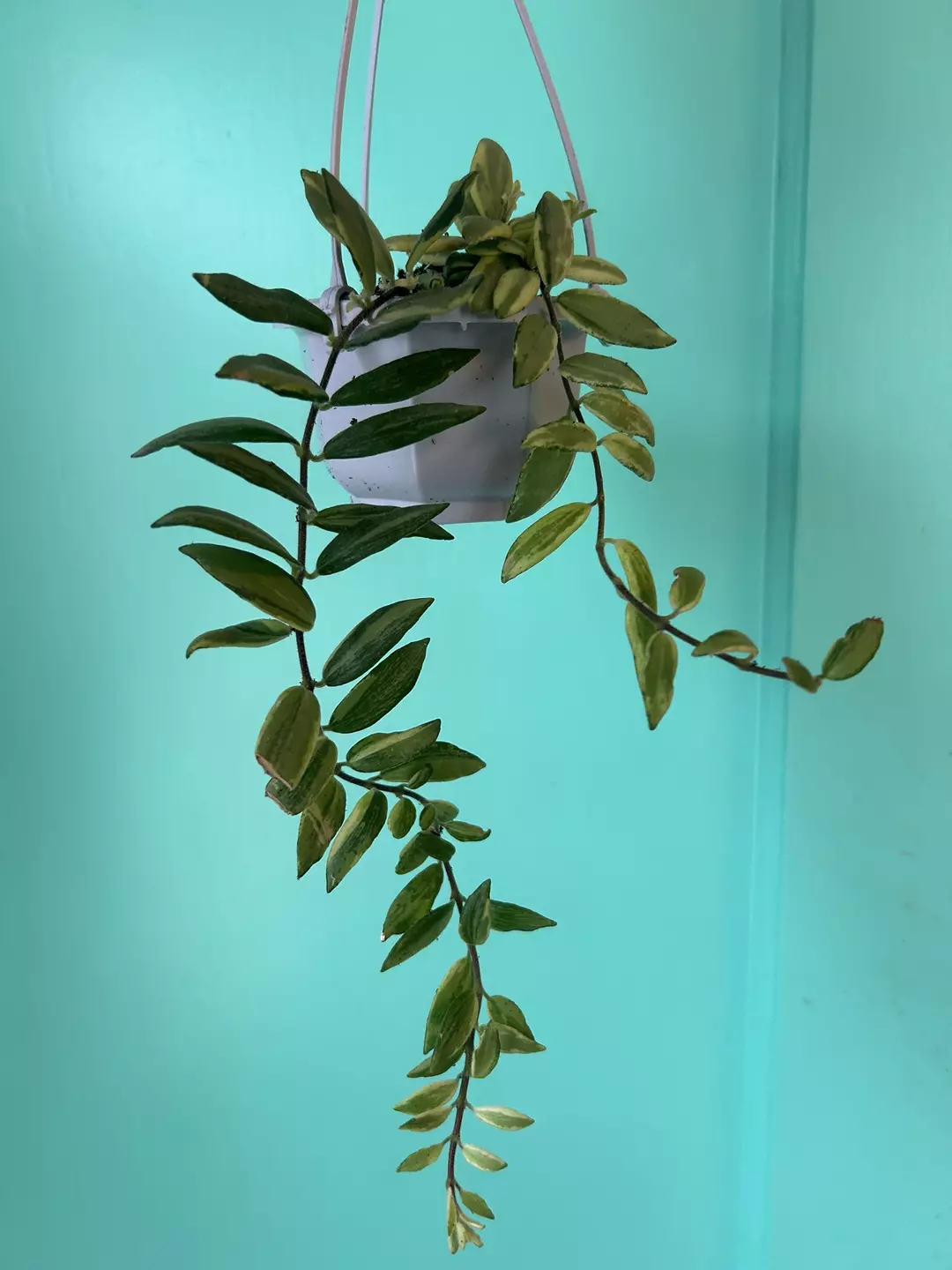 Lipstick bicolor thumbnail