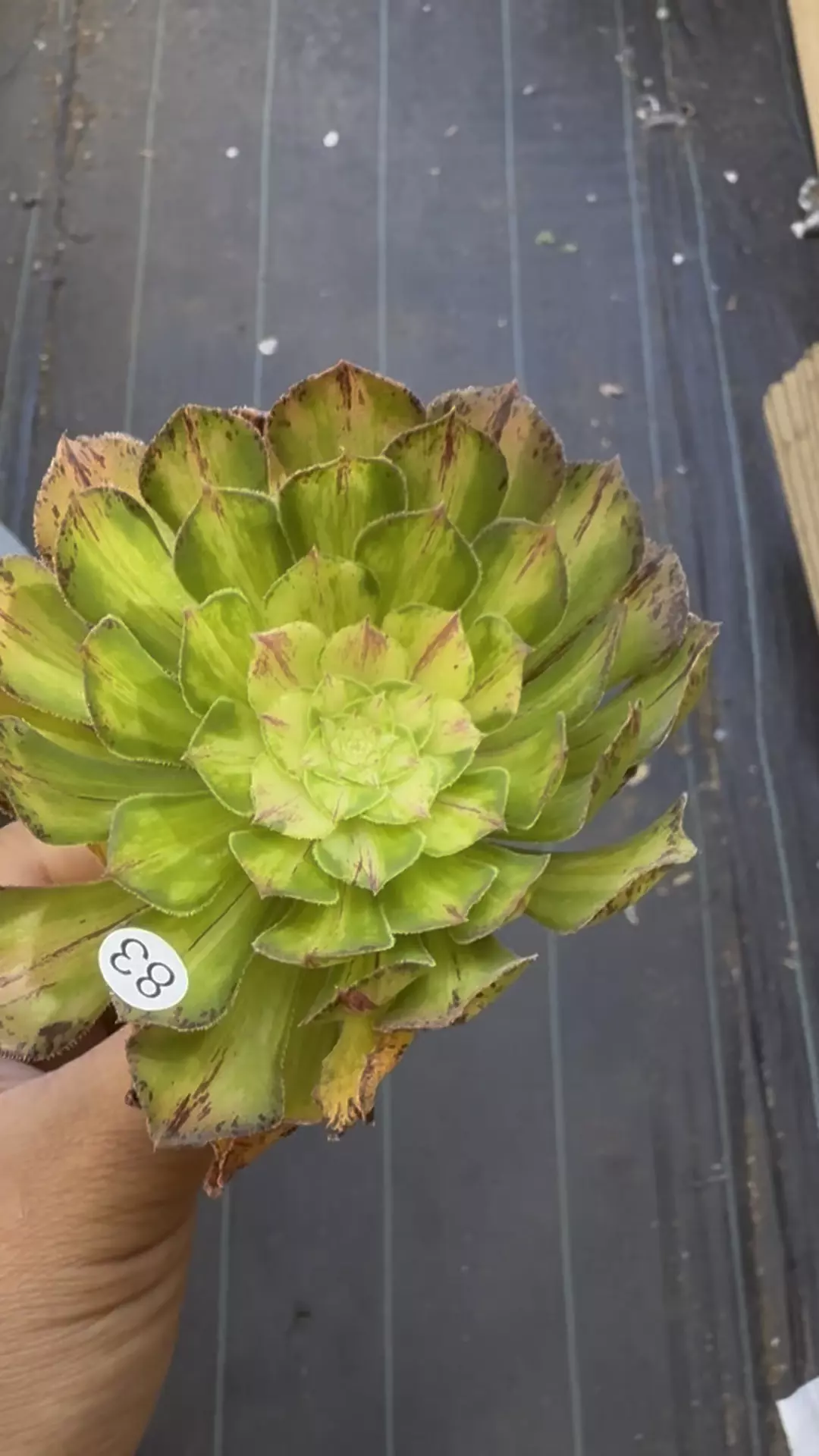 Ultra Cutting 83 thumbnail