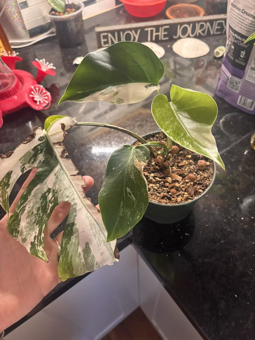Monstera albo  thumbnail