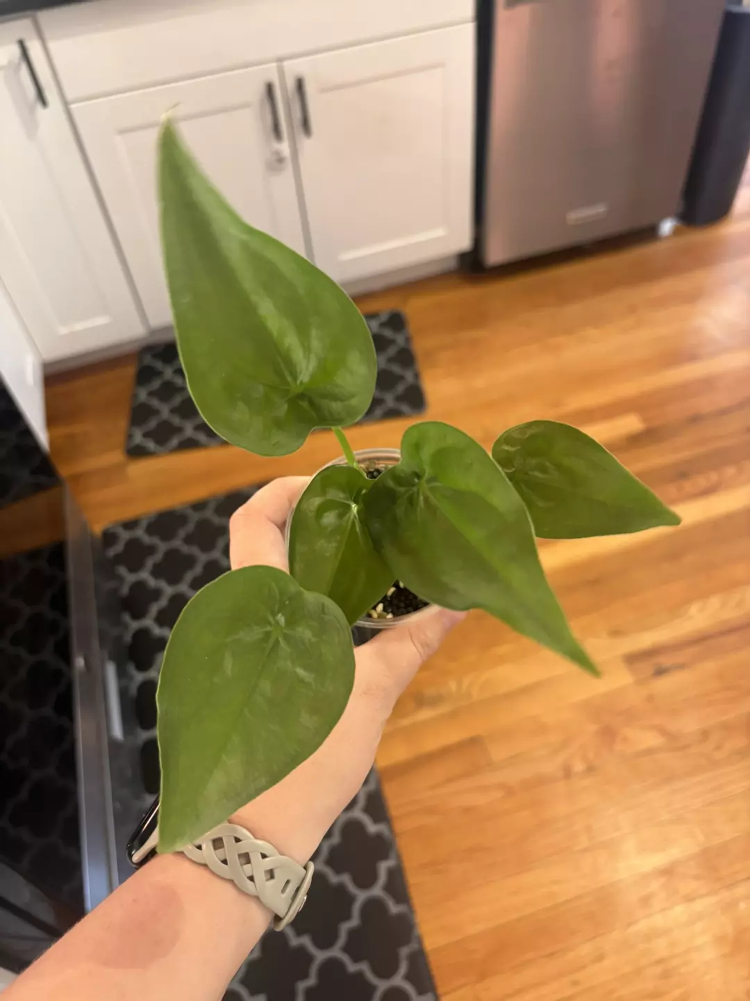 Alocasia cucullata  thumbnail