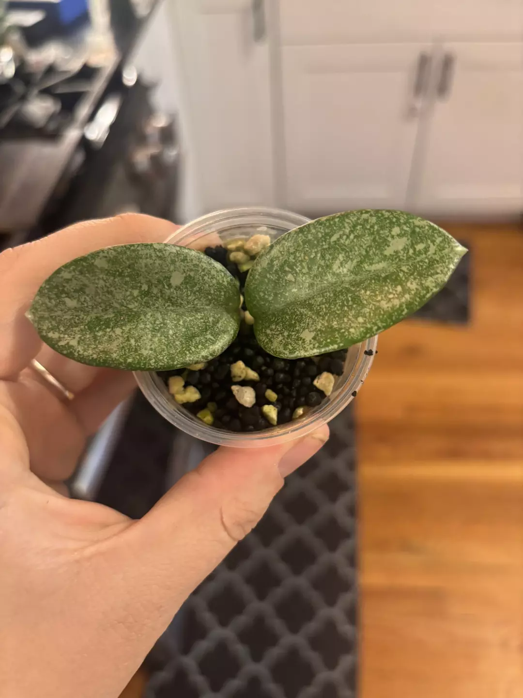 Hoya nova ghost  thumbnail
