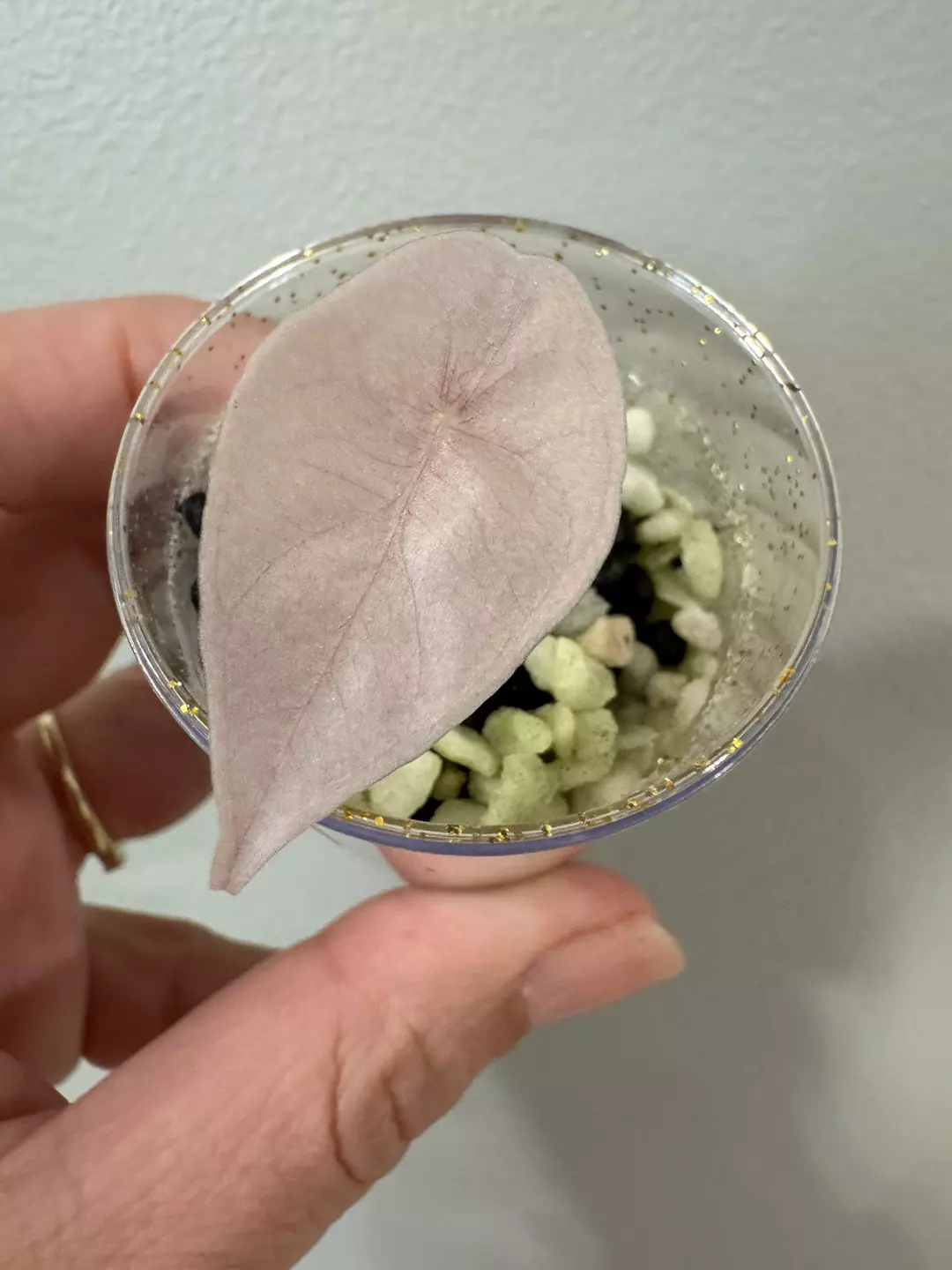 Pink Chant corm grown thumbnail