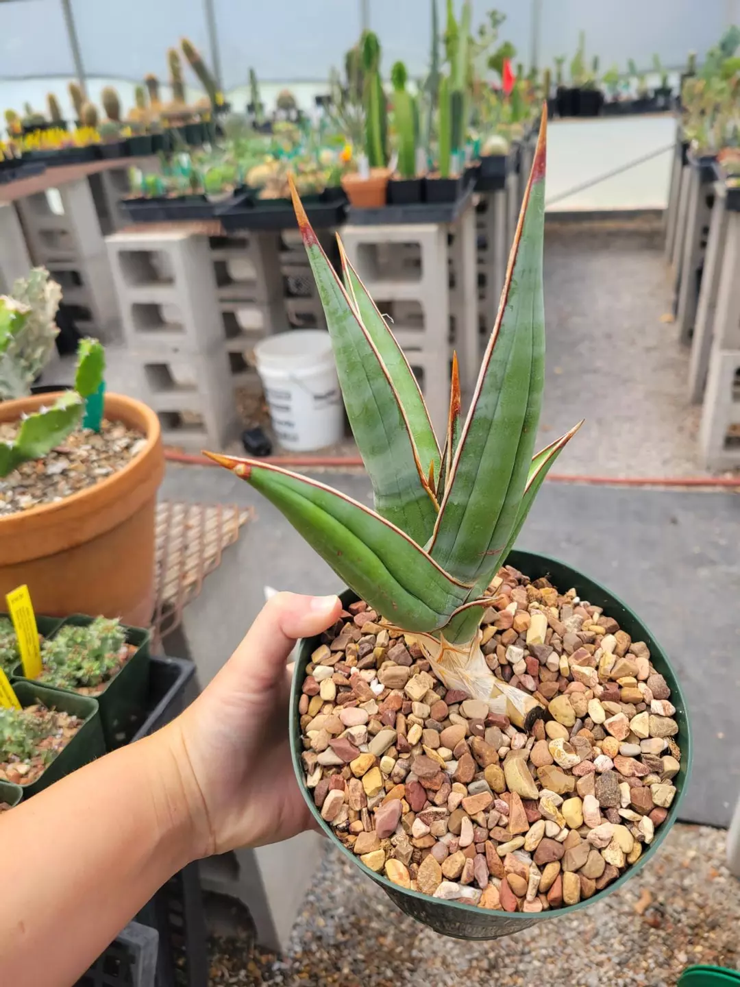 Sansevieria pinguicula  thumbnail