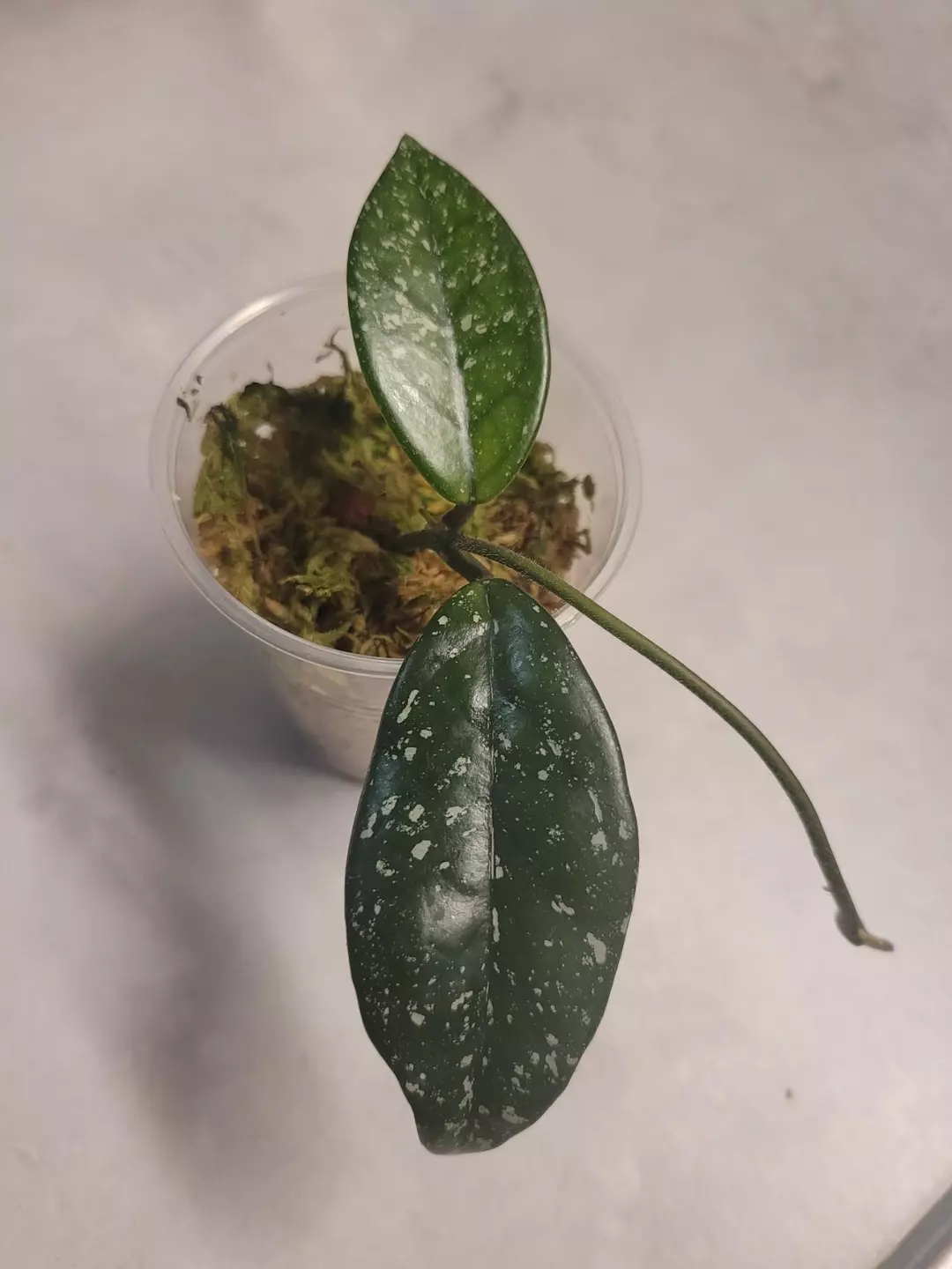 Hoya wilbur graves Russia thumbnail